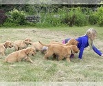 Small Photo #9 Golden Retriever Puppy For Sale in WOODSTOCK, CT, USA