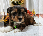 Small Yorkshire Terrier