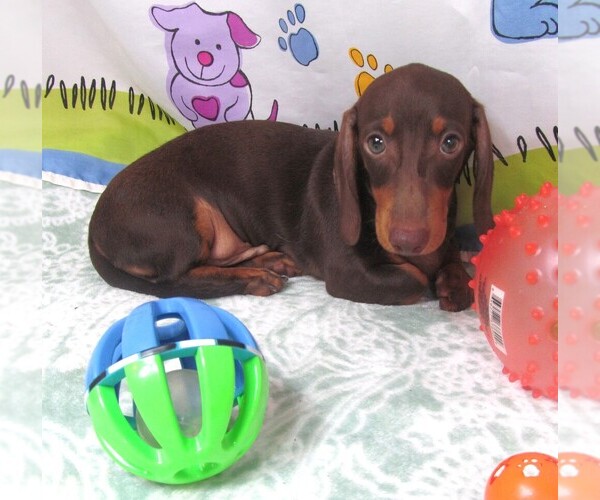 Medium Photo #2 Dachshund Puppy For Sale in RATTAN, OK, USA