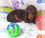 Small #1 Dachshund