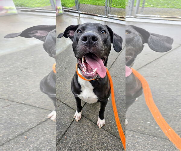 Medium Photo #4 Great Dane-Labrador Retriever Mix Puppy For Sale in Rockaway, NJ, USA