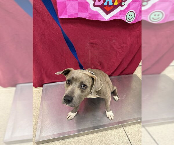 Medium Photo #1 Mutt Puppy For Sale in Riverside, CA, USA