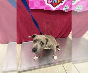 Mutt Dogs for adoption in Riverside, CA, USA