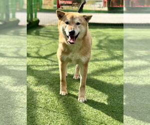 Pluto from Korea - Male Shiba Inu-Unknown Mix Dog for Adoption - Photo #4