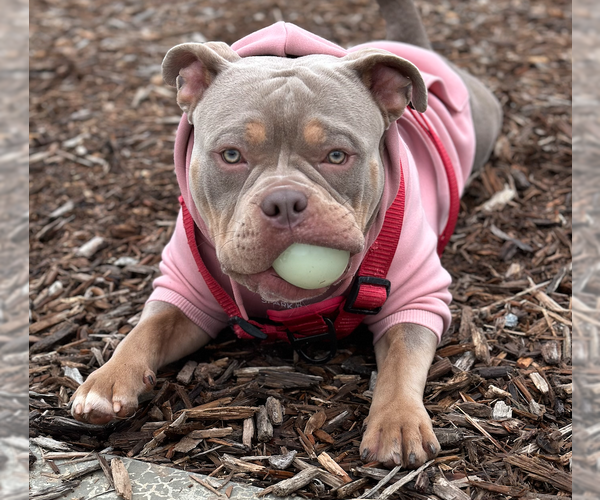 Medium Photo #4 American Bulldog-Unknown Mix Puppy For Sale in Decatur, GA, USA
