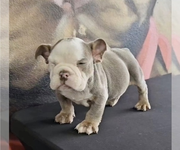 Medium Photo #8 English Bulldog Puppy For Sale in CHICAGO, IL, USA