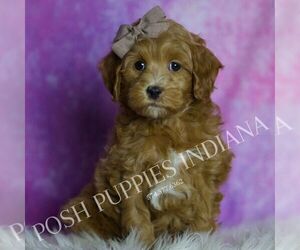 Medium Maltipoo (Miniature)