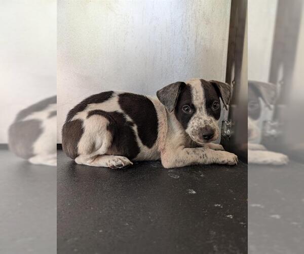 Medium Photo #1 American Staffordshire Terrier-Unknown Mix Puppy For Sale in San Antonio, TX, USA