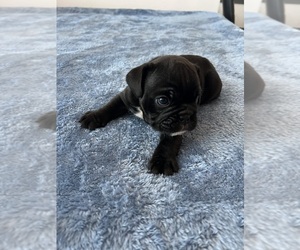 Bulldog Puppy for sale in NOKOMIS, FL, USA