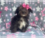 Small Photo #1 YorkiePoo Puppy For Sale in LAKELAND, FL, USA