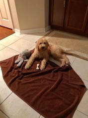 Labradoodle Puppy for sale in VALRICO, FL, USA