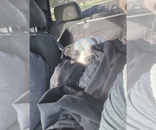 Medium Photo #16 Staffordshire Bull Terrier-Unknown Mix Puppy For Sale in The Woodlands, TX, USA