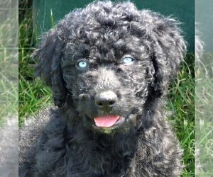 Aussiedoodle Puppy for Sale in WATERFORD, Ohio USA
