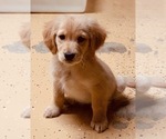 Small Photo #4 Golden Retriever Puppy For Sale in JERSEY CITY, NJ, USA