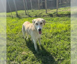 Medium Labrador Retriever Mix