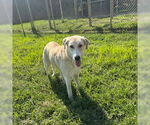 Small Labrador Retriever Mix