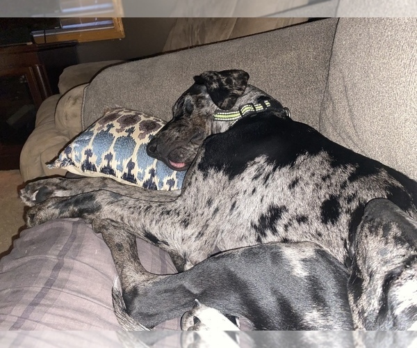 Full screen Photo #5 Catahoula Leopard Dog Puppy For Sale in ELK RIVER, MN, USA