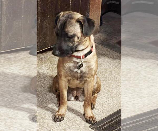 Medium Photo #6 Mutt Puppy For Sale in Rootstown, OH, USA