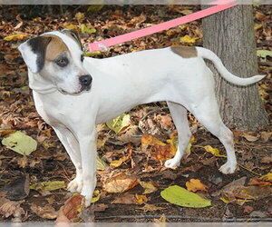 Bailey - Female Mutt Dog for Adoption - Photo #3