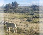 Small #17 Kangal Dog