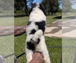 Small Photo #21 Bernedoodle-Golden Mountain Dog Mix Puppy For Sale in DAVIS, CA, USA