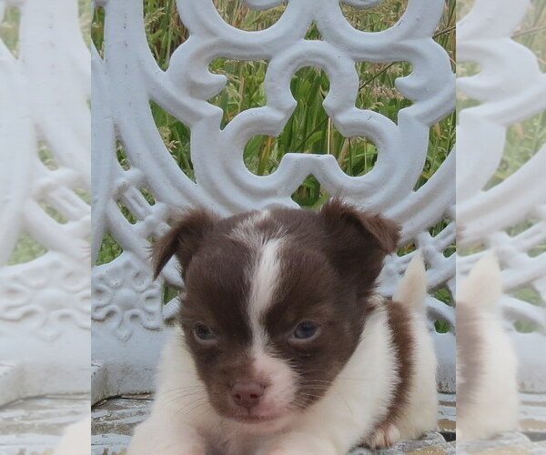 Medium Photo #22 Chihuahua Puppy For Sale in HAYES, VA, USA