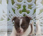 Small #21 Chihuahua