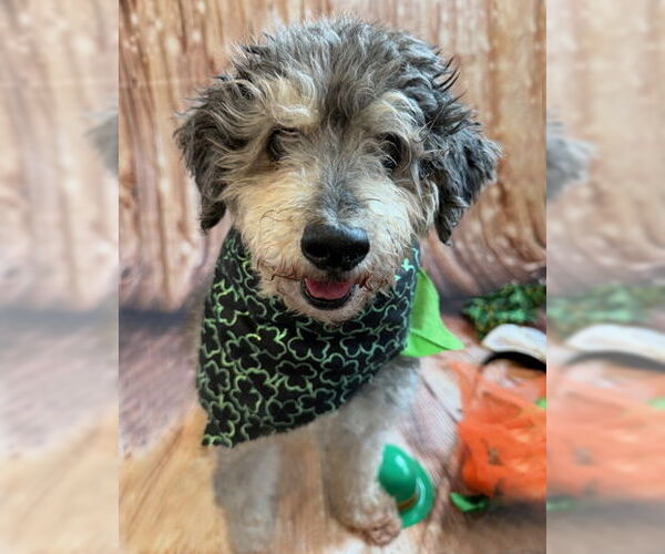 Medium Photo #11 Mutt Puppy For Sale in Arlington, VA, USA