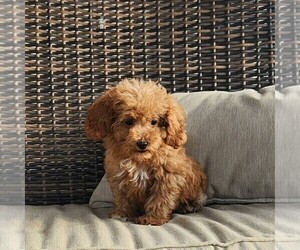 Cavapoo Puppy for sale in BIRD IN HAND, PA, USA