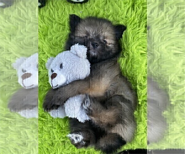 Medium Photo #9 Pomeranian Puppy For Sale in JACKSONVILLE, FL, USA