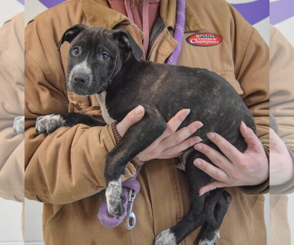Medium Photo #3 American Staffordshire Terrier-Boxer Mix Puppy For Sale in Huntley, IL, USA