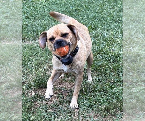 Medium Photo #1 Puggle Puppy For Sale in ELKTON, VA, USA