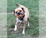 Small Photo #1 Puggle Puppy For Sale in ELKTON, VA, USA