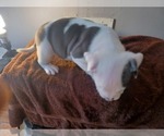 Small Photo #1 American Bully Puppy For Sale in DETROIT, MI, USA