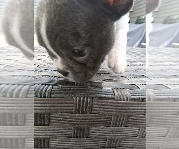 Medium Photo #35 French Bulldog Puppy For Sale in ASHLAND, OH, USA