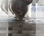 Small #2 French Bulldog