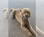 Small Photo #1 Goldendoodle Puppy For Sale in WACO, TX, USA