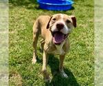 Small #1 American Pit Bull Terrier Mix