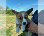 Small Photo #2 Pembroke Welsh Corgi Puppy For Sale in KINGSVILLE, MO, USA