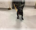 Small #1 Basset Hound Mix