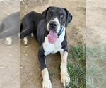 Small Great Dane