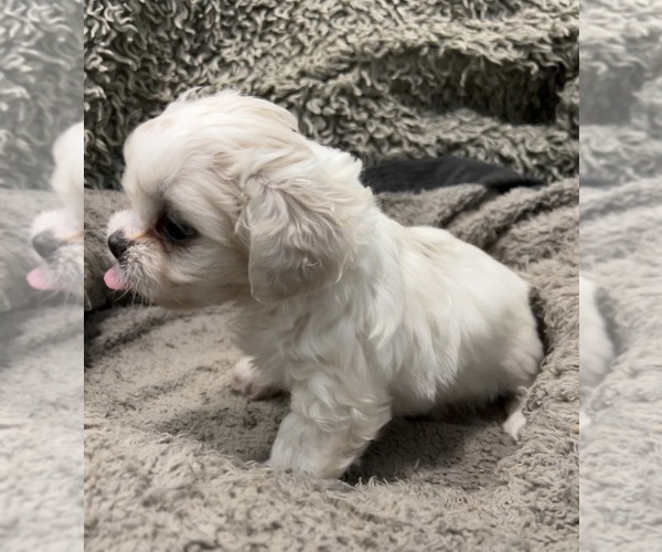 Medium Photo #9 Zuchon Puppy For Sale in RENO, NV, USA