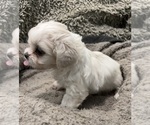 Small Photo #9 Zuchon Puppy For Sale in RENO, NV, USA