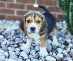 Beagle Puppy for sale in APPOMATTOX, VA, USA