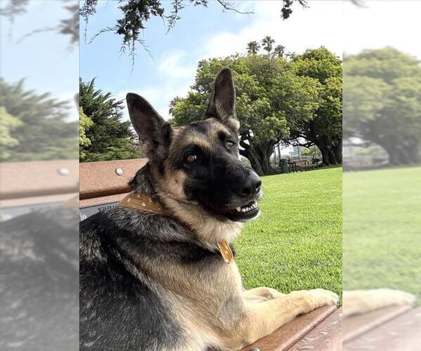 Medium Photo #4 German Shepherd Dog Puppy For Sale in Santa Barbara, CA, USA