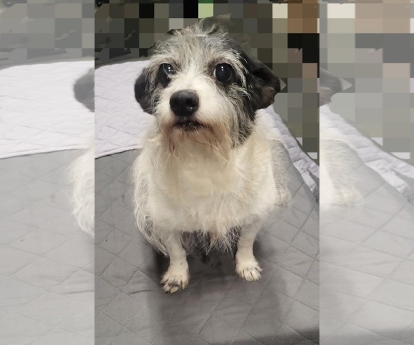 Medium Photo #1 Mutt Puppy For Sale in Thomasville, NC, USA