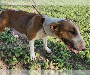 Bull Terrier Dogs for adoption in San Antonio, TX, USA