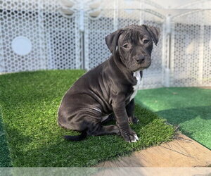 Mutt Dogs for adoption in Wenonah, NJ, USA