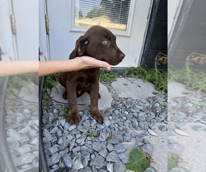Medium Labrador Retriever