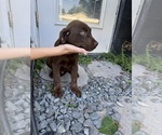 Puppy Joseph Labrador Retriever